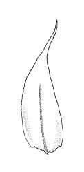 Eriodon cylindritheca, stem leaf. Drawn from B.H. Macmillan 87/4, CHR 413377.
 Image: R.C. Wagstaff © Landcare Research 2019 CC BY 3.0 NZ